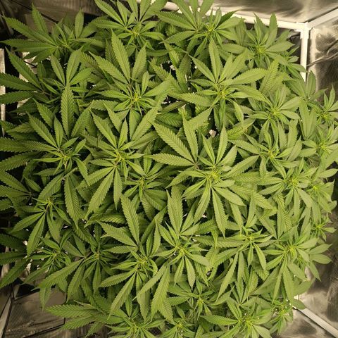 Hindu Kush growlog timeline photo