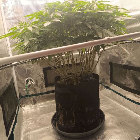 Hindu Kush growlog timeline photo