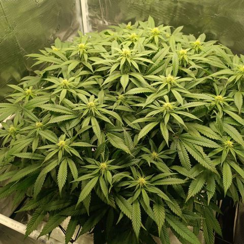 Hindu Kush growlog timeline photo