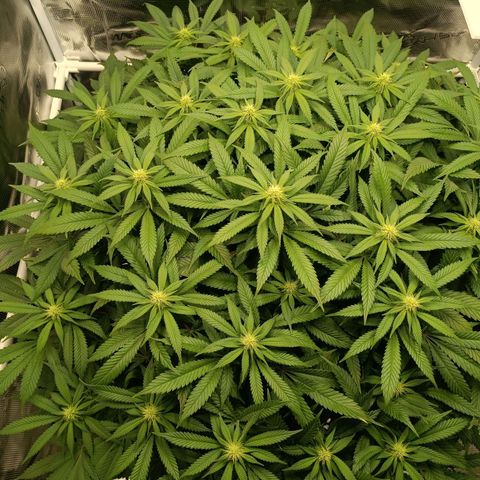 Hindu Kush growlog timeline photo