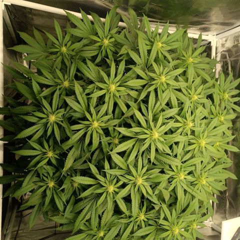 Hindu Kush growlog timeline photo