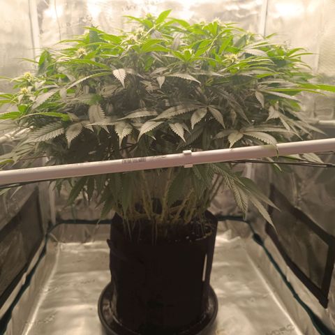 Hindu Kush growlog timeline photo