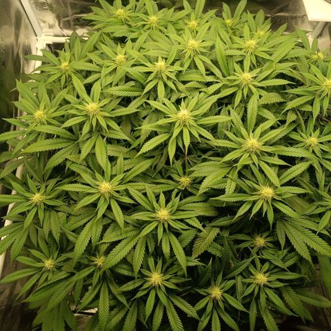 Hindu Kush growlog timeline photo
