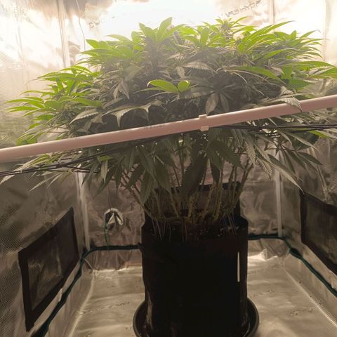 Hindu Kush growlog timeline photo