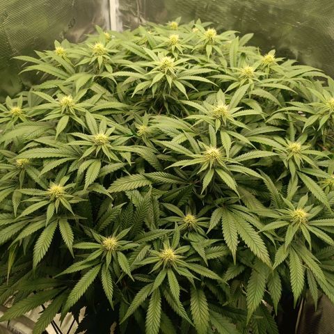 Hindu Kush growlog timeline photo