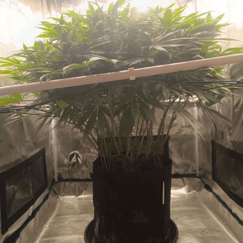 Hindu Kush growlog timeline photo