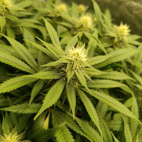 Hindu Kush growlog timeline photo