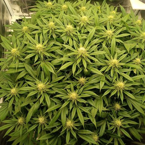 Hindu Kush growlog timeline photo