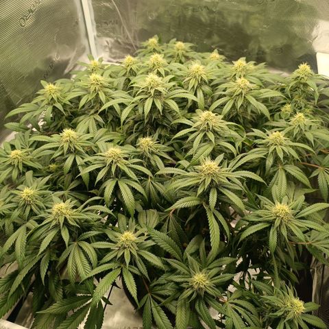 Hindu Kush growlog timeline photo