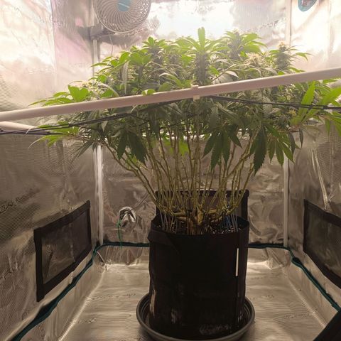 Hindu Kush growlog timeline photo