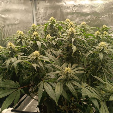 Hindu Kush growlog timeline photo