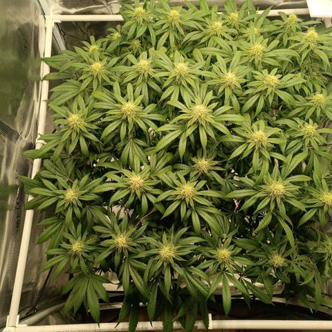 Hindu Kush growlog timeline photo