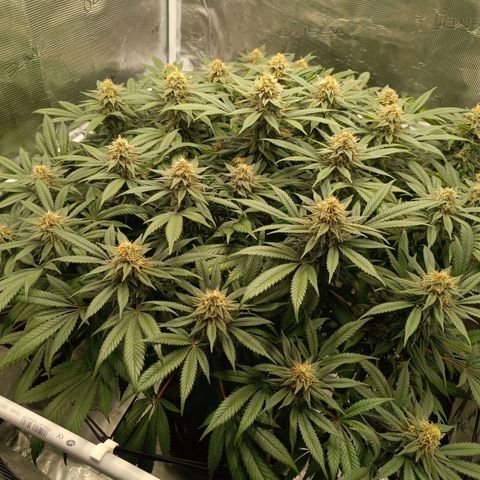 Hindu Kush growlog timeline photo