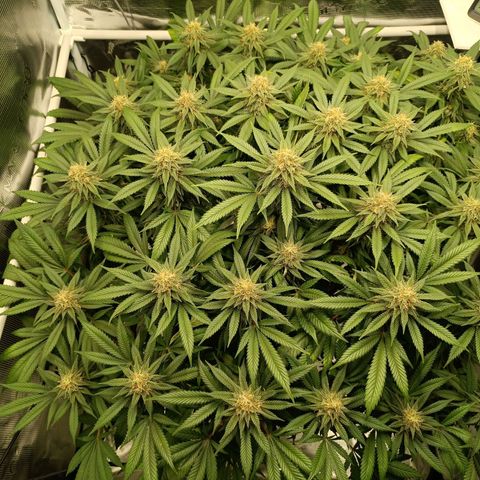 Hindu Kush growlog timeline photo