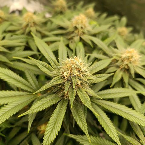 Hindu Kush growlog timeline photo