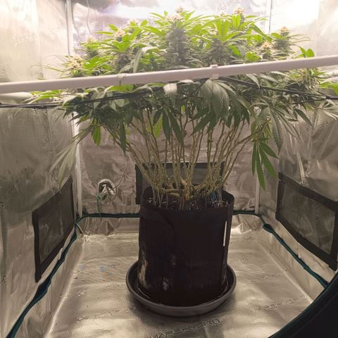 Hindu Kush growlog timeline photo