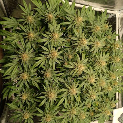 Hindu Kush growlog timeline photo