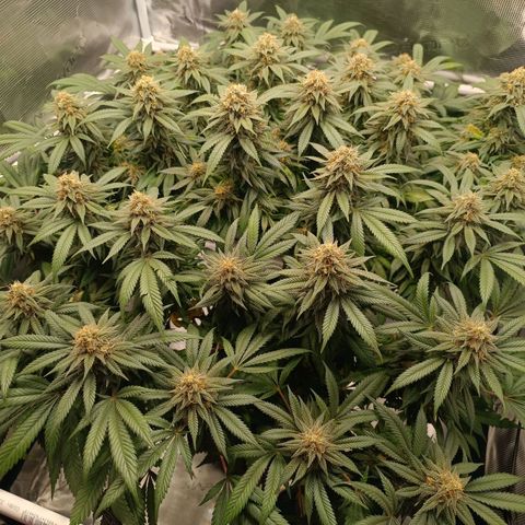 Hindu Kush growlog timeline photo