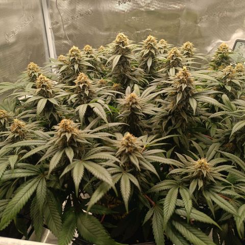 Hindu Kush growlog timeline photo