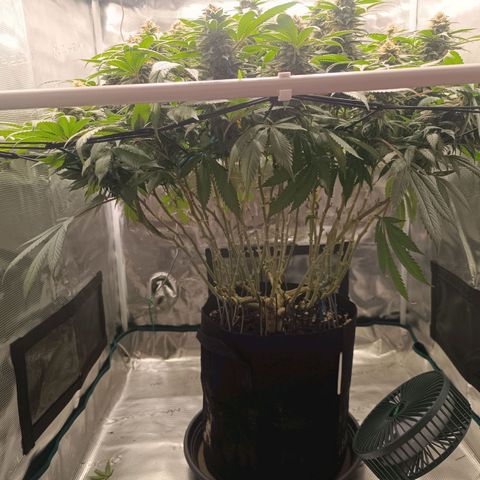 Hindu Kush growlog timeline photo