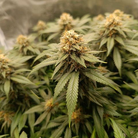 Hindu Kush growlog timeline photo