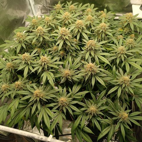 Hindu Kush growlog timeline photo