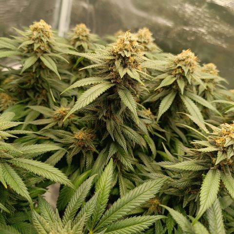 Hindu Kush growlog timeline photo