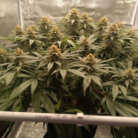 Hindu Kush growlog timeline photo