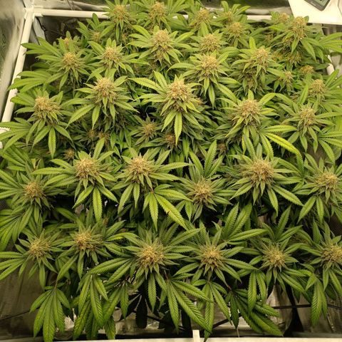 Hindu Kush growlog timeline photo