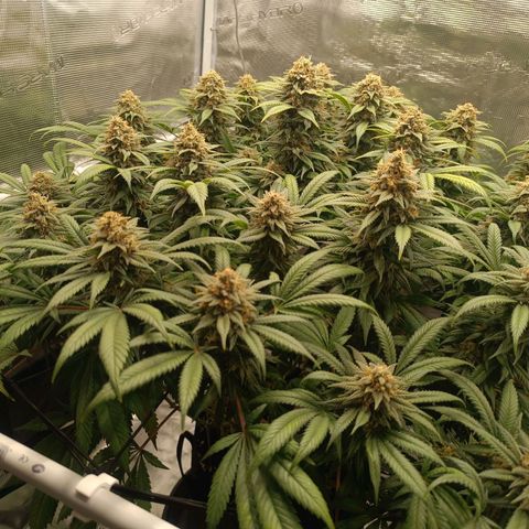 Hindu Kush growlog timeline photo