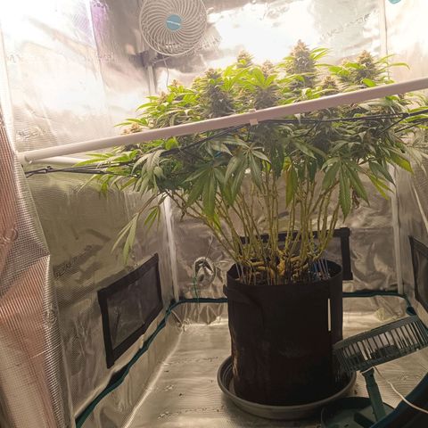 Hindu Kush growlog timeline photo