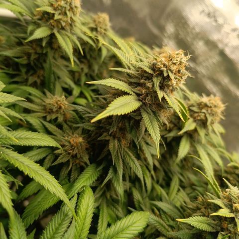 Hindu Kush growlog timeline photo