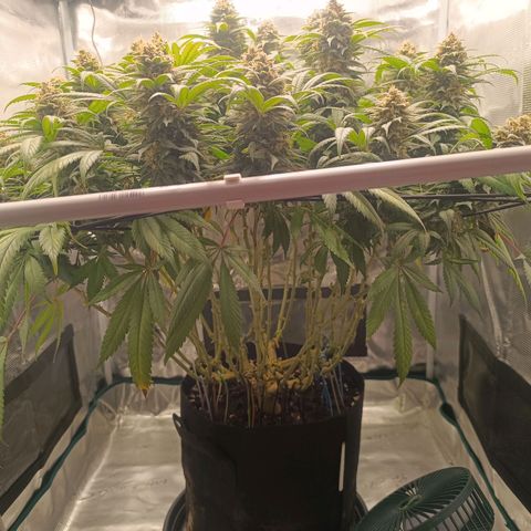 Hindu Kush growlog timeline photo