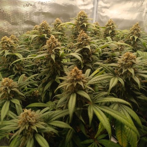 Hindu Kush growlog timeline photo