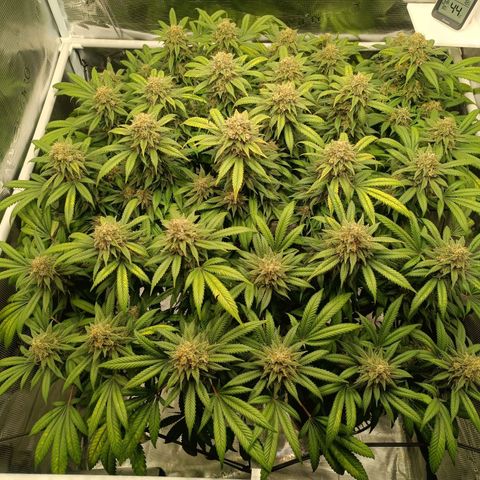 Hindu Kush growlog timeline photo