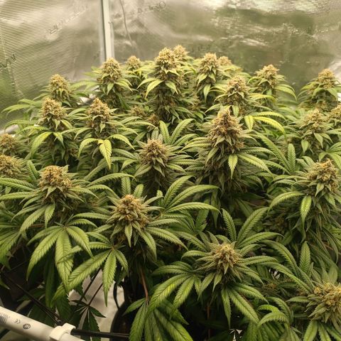 Hindu Kush growlog timeline photo