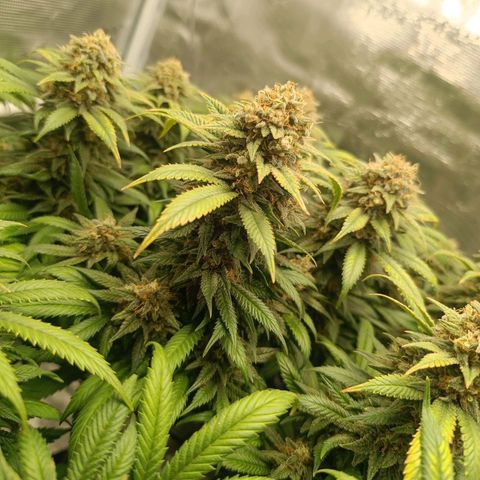 Hindu Kush growlog timeline photo
