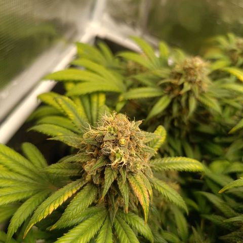 Hindu Kush growlog timeline photo