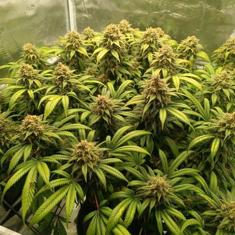 Hindu Kush growlog timeline photo