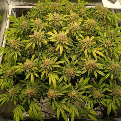 Hindu Kush growlog timeline photo