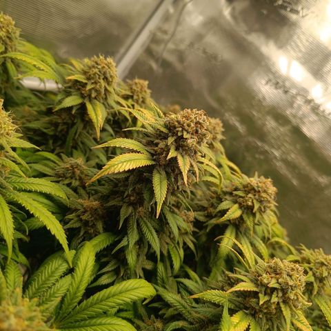 Hindu Kush growlog timeline photo