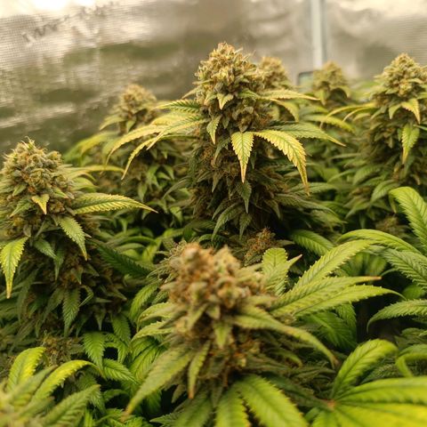 Hindu Kush growlog timeline photo