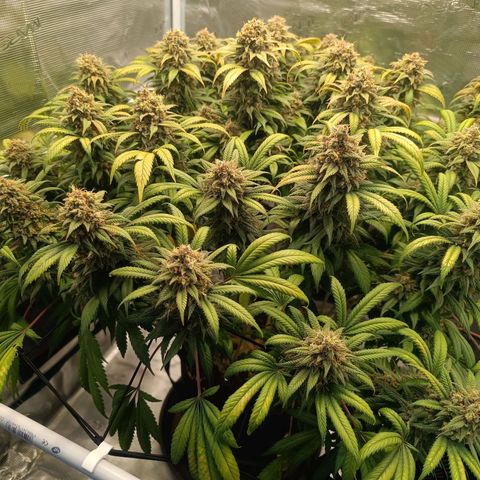 Hindu Kush growlog timeline photo