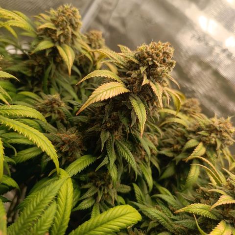 Hindu Kush growlog timeline photo