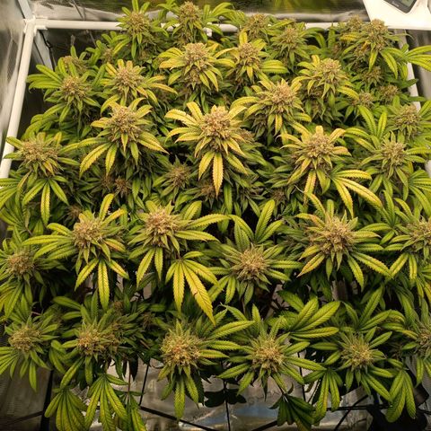 Hindu Kush growlog timeline photo