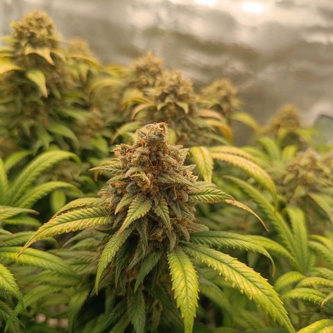 Hindu Kush growlog timeline photo