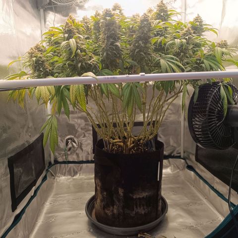 Hindu Kush growlog timeline photo