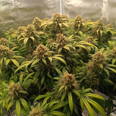 Hindu Kush growlog timeline photo