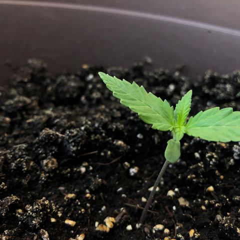 Allegra growlog timeline photo