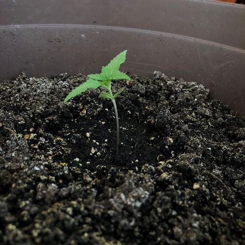 Allegra growlog timeline photo